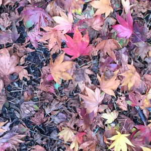 85min Counselling Session - UK