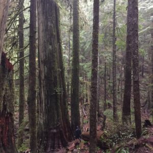 Working with Clients when Decision-making is Disrupted