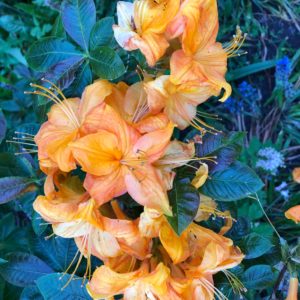 Let's Be Curious About Our Client's Anger