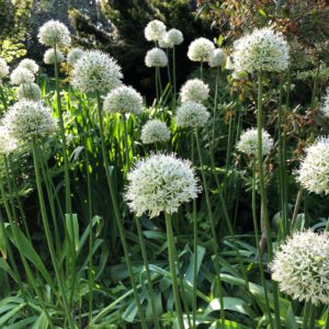 55 min Counselling Session UK