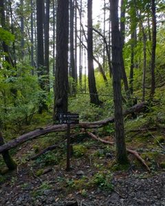 110 min Counselling Session UK